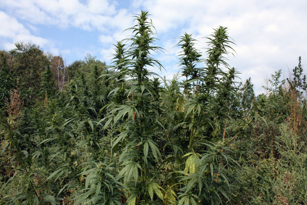 Конопля в огороде штраф марихуана как избавиться от зависимости